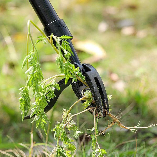 4 Reasons Why Weeding is Essential for a Healthy + Thriving Garden